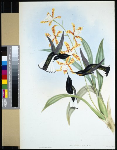Jacobin pezzato (florisuga ater) da John (after) Gould