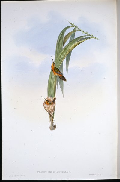 Eremita pigmeo (Phaethornis pygmaeus) da John (after) Gould