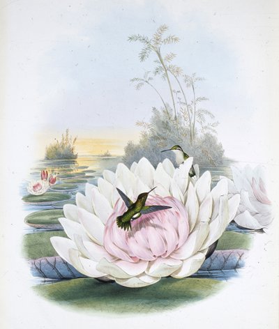 Smeraldo di Poortman (chlorostilbon Poortmanni) da John (after) Gould