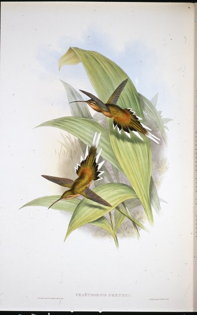 Eremita di Pretre (Phaethornis Pretrei) da John (after) Gould