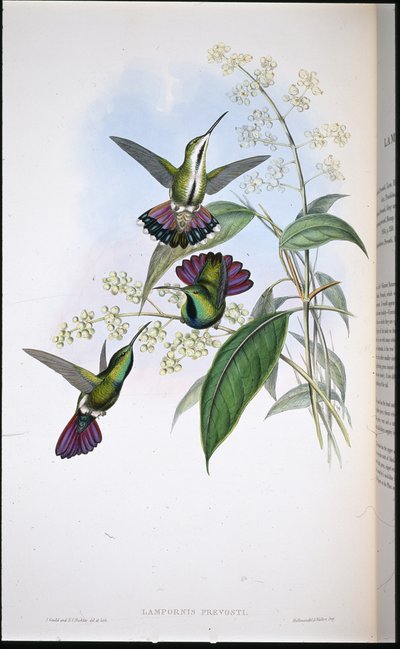Mango di Prevot (Lampornis Prevosti) da John (after) Gould