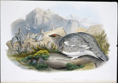 Pernice bianca (plumaggio autunnale) (Lagopus Mutus) da John (after) Gould