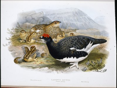Pernice bianca (Lagopus Mutus) da John (after) Gould