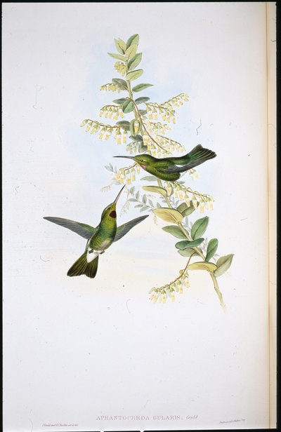 Colibrì dalla gola marrone da John (after) Gould