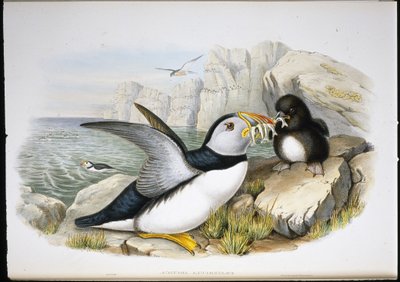 Pulcinella di mare (Fratercula Arctica) da John (after) Gould