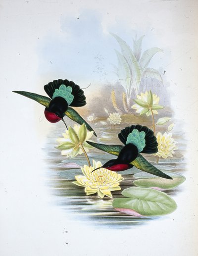 Carib dal petto viola da John (after) Gould