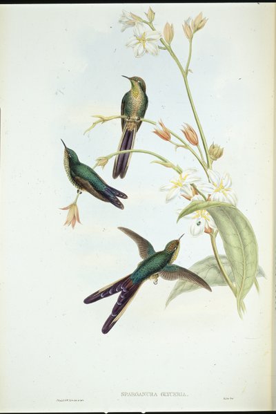 Colibrì cometa dalla coda viola (Sparganura Glyceria) da John (after) Gould