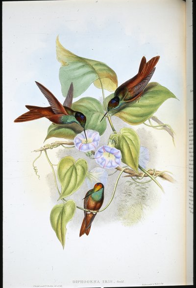 Arcobaleno (Diphogena Iris) da John (after) Gould