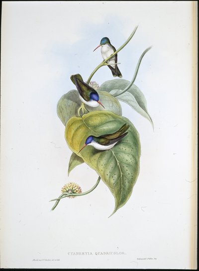 Corona azzurra dal becco rosso (Cyanomyia Quadricolor) da John (after) Gould