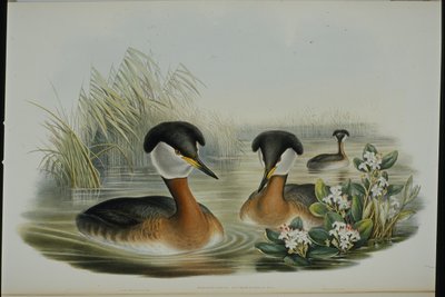 Svasso collorosso (Podiceps Rubricollis) da John (after) Gould