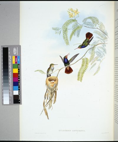 Zaffiro dalla gola rossa (hylocharis sapphirinus) da John (after) Gould
