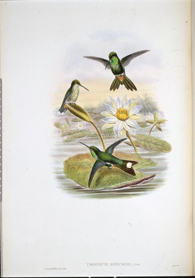 Colibrì dalla punta bianca con ventre rosso (Urosticte ruficrissa) da John (after) Gould