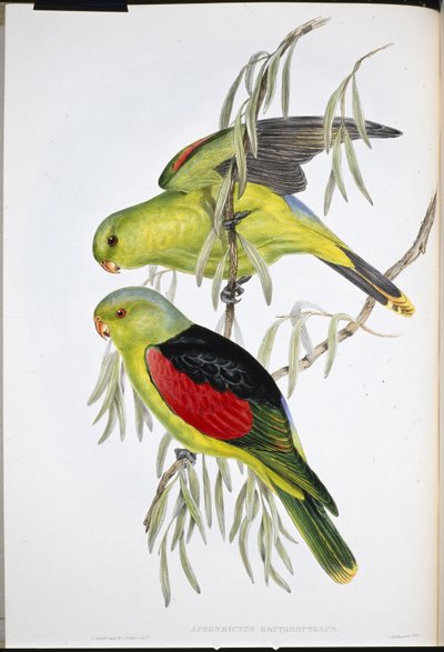Lori dalle ali rosse (Aprosmictus Erythropterus) da John (after) Gould