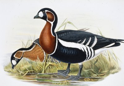 Oca dal petto rosso (Bernicla Ruficollis) da John (after) Gould