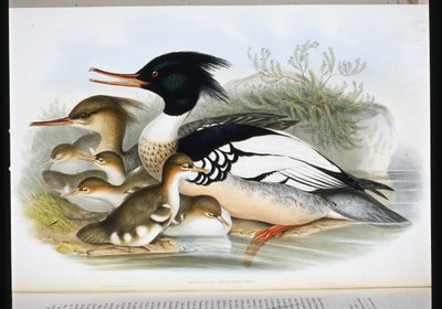 Smergo minore (Mercus Serrator) da John (after) Gould