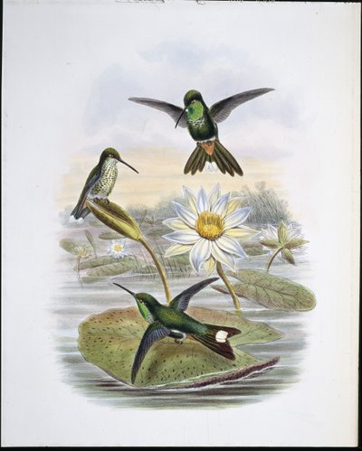 Punta bianca sfiatata da John (after) Gould