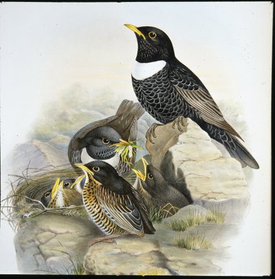 Merlo dal collare (Mer Ulatorquata) da John (after) Gould