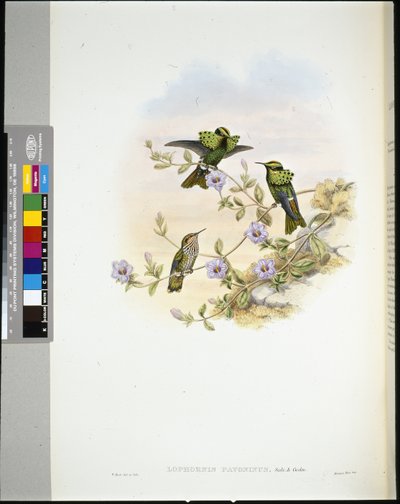 Coquette di Roraima (Lophornis pavoninus) da John (after) Gould