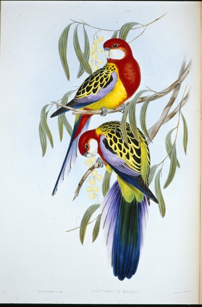 Parrocchetto dal becco rosa (Platycercus Eximius) da John (after) Gould