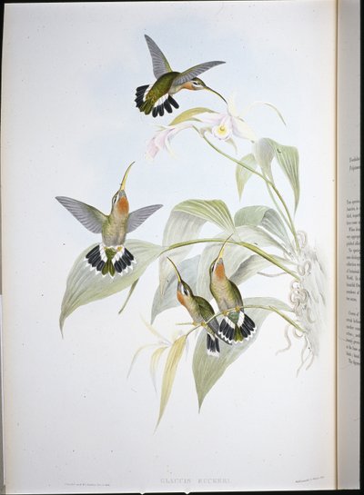 Eremita di Rucker (Glaucis Ruckeri) da John (after) Gould