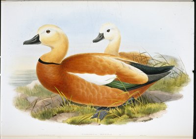 Casarca (Casaraca Rutila) da John (after) Gould