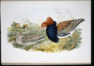 Combattente (Machetes Pugnax) da John (after) Gould