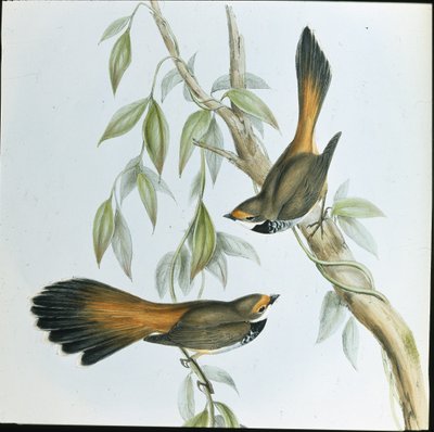 Ventaglio dal fronte rosso (Rhipidura Rufifrons) da John (after) Gould