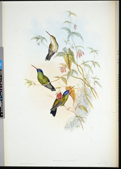 Portatore di fiamma rossiccia (selasphorus rufus) da John (after) Gould
