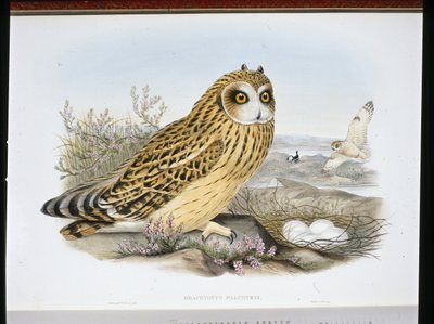 Gufo dalle orecchie corte (Brachyotus Palustris) da John (after) Gould