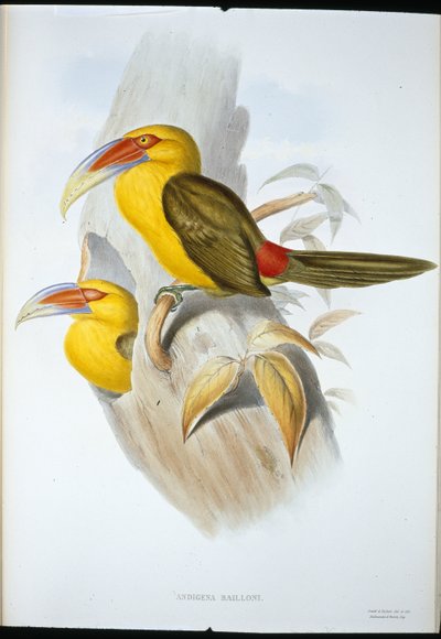 Tucano della collina color zafferano da John (after) Gould