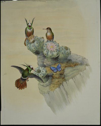 Coquette di Salvin (Lophornis Adorabilis) da John (after) Gould