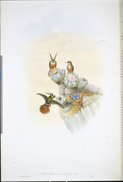 Colibrì di Salvin (Lophornis Adorabilis) da John (after) Gould