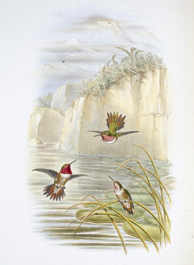 Portatore di fiamma di Salvin da John (after) Gould
