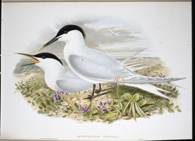 Sterna di Sandwich da John (after) Gould