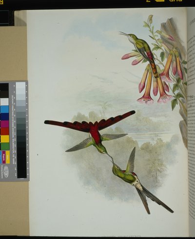 Cometa di Saffo (cometes sparganurus) da John (after) Gould