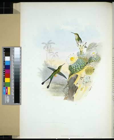 Coda a forbice (spathura scissiura) da John (after) Gould