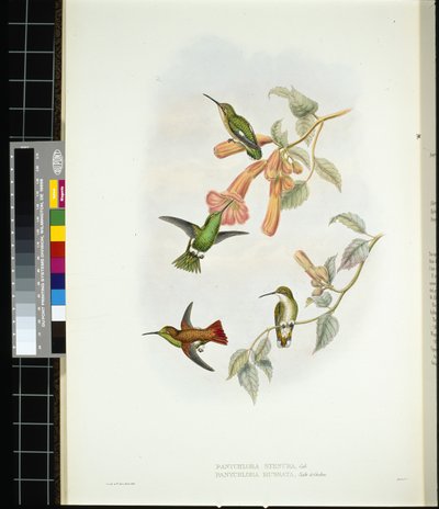 Raggio di sole splendente (aglaeactis cupreipennis) da John (after) Gould