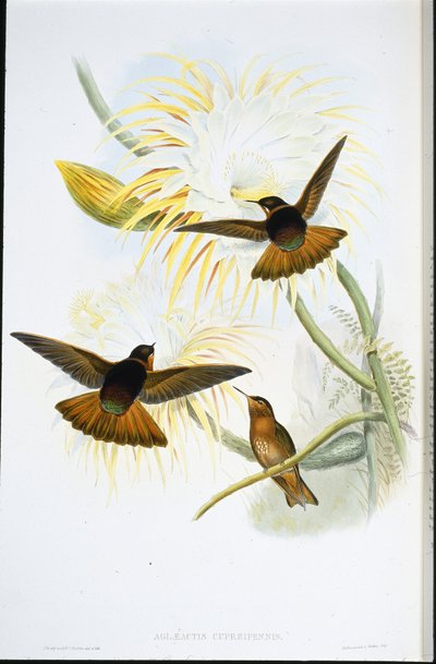Raggio di sole splendente (Agliaeactis Cupripennis) da John (after) Gould