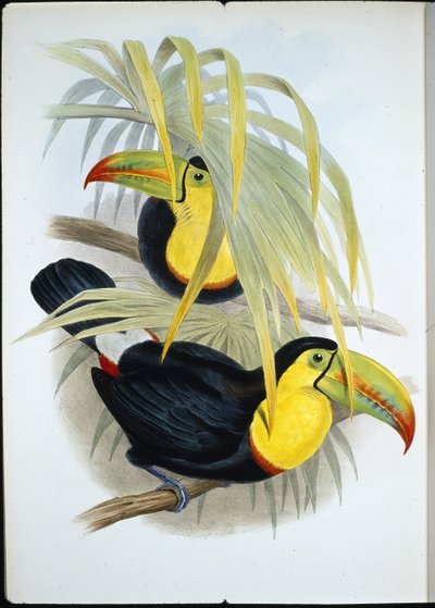 Tucano dal becco corto (Ramphastos brevicarinatus) da John (after) Gould