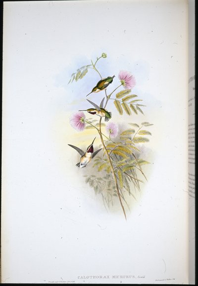 Stella del legno dalla coda corta da John (after) Gould