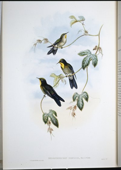 Becco spinoso di Simon (Ramphamicron Dorsale) da John (after) Gould