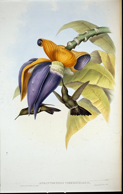 Colibrì cupo (Aphantochroa cirrhochloris) da John (after) Gould