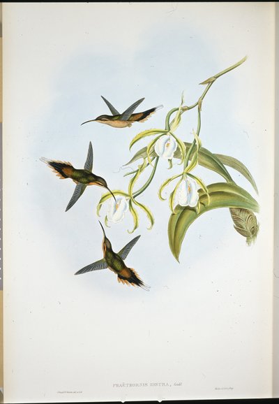Eremita meridionale (Phaethornis Zonura) da John (after) Gould