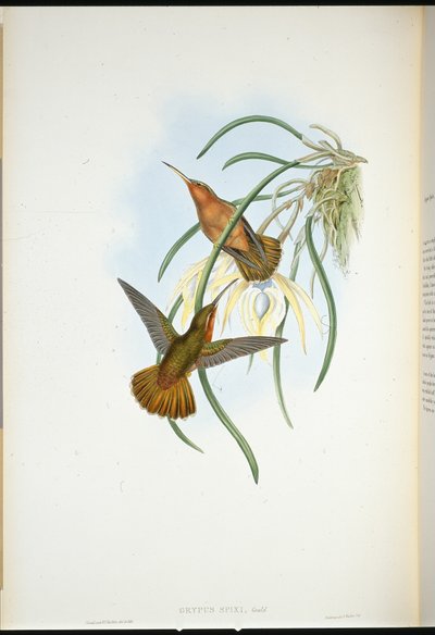 Becco a sega di Spix (Grypus spixi) da John (after) Gould