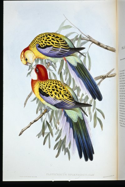 Parrocchetto splendido (palatycercus Splendidus) da John (after) Gould