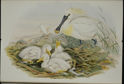 Spatola (Platalea Leucorodia) da John (after) Gould