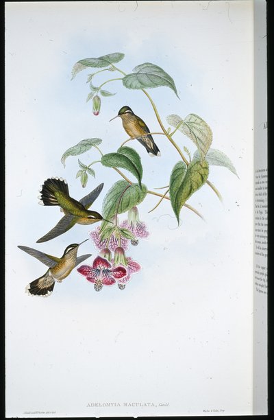 Adelomyia maculata da John (after) Gould