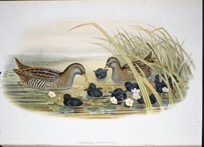 Schiribilla grigia (Porzana Maruetta) da John (after) Gould