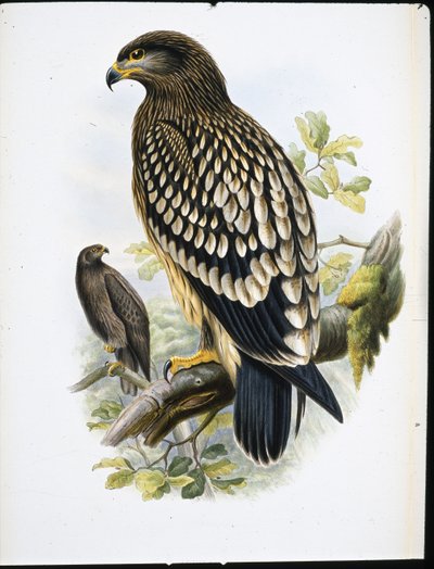 Aquila macchiata (Aquila Naevia) da John (after) Gould