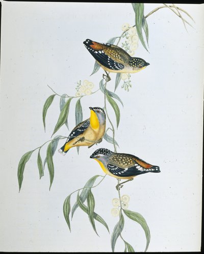 Pardalote maculato (Pardalotus Punctatus) da John (after) Gould